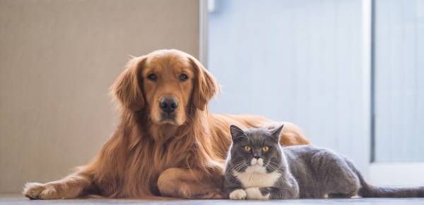 A Genova è possibile essere sepolti con il proprio animale d’affezione